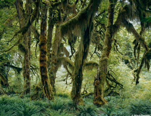 Mitch Epstein. American Nature in mostra a Gallerie d’Italia – Torino